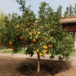 Árvore frutífera carregada de laranjas em um quintal residencial, pronta para colheita