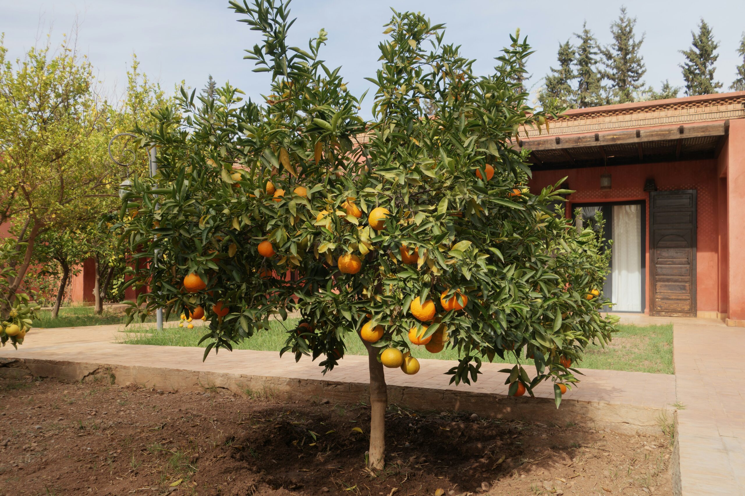 Árvore frutífera carregada de laranjas em um quintal residencial, pronta para colheita