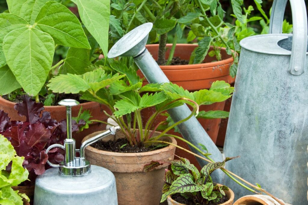 vasos com diferentes tipos de plantas frutíferas, hortaliças e temperos integrados em um espaço pequeno