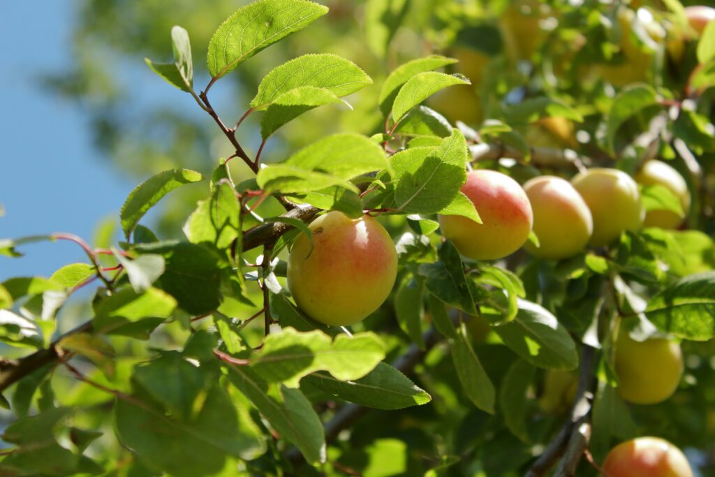 Galho de árvore frutífera com frutas pequenas amadurecendo, destacando o cultivo doméstico de frutas frescas
