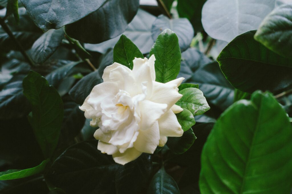 flor de gardênia branca em destaque entre folhas verdes, conhecida pelo perfume suave e delicado