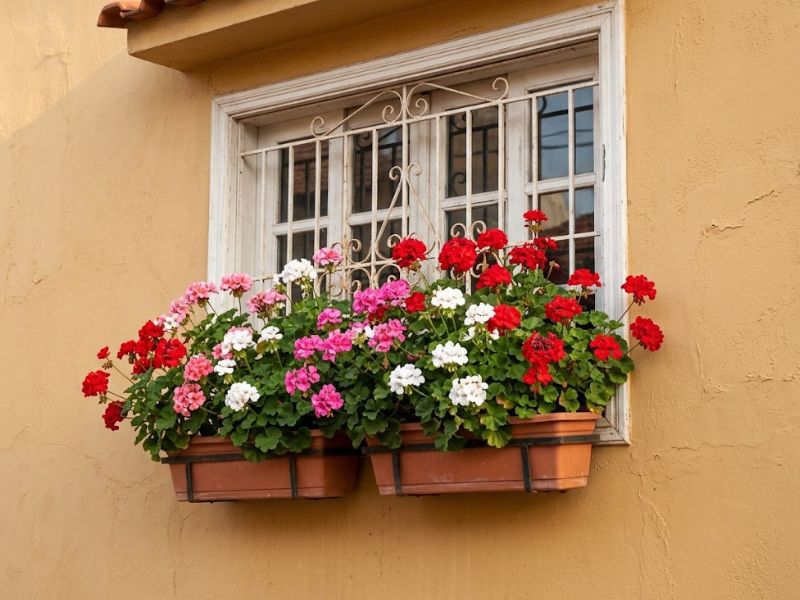 Gerânios floridos em jardineiras instaladas na parte externa de uma janela