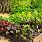 Horta caseira bem organizada com diversas hortaliças frescas, cultivadas em canteiros de madeira, mostrando um cultivo saudável e produtivo.