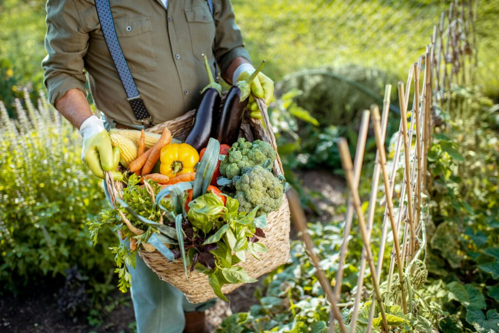 Pessoa segurando uma cesta cheia de vegetais frescos, incluindo cenouras, brócolis, berinjelas, pimentão e ervas, colhidos de uma horta caseira ao ar livre.