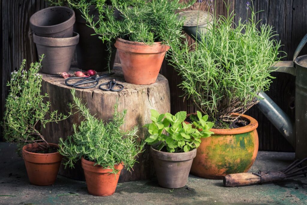 Vasos de barro com plantas aromáticas organizados em um ambiente rústico, com ferramentas de jardinagem ao redor.