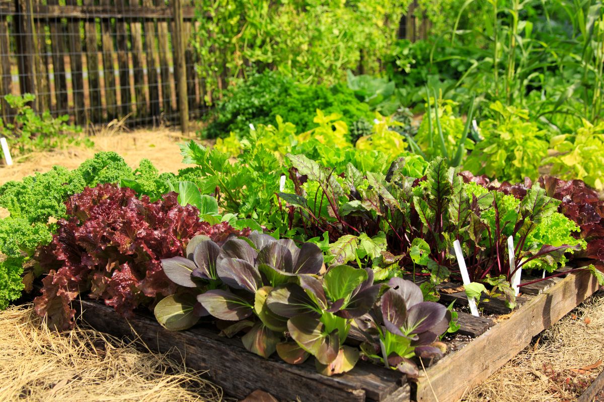 Horta caseira bem organizada com diversas hortaliças frescas, cultivadas em canteiros de madeira, mostrando um cultivo saudável e produtivo.