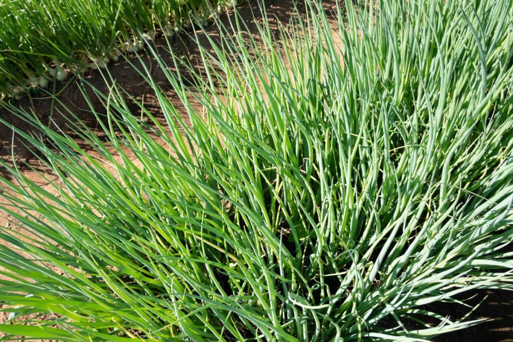 cebolinha cultivada em canteiro de horta caseira com solo fértil
