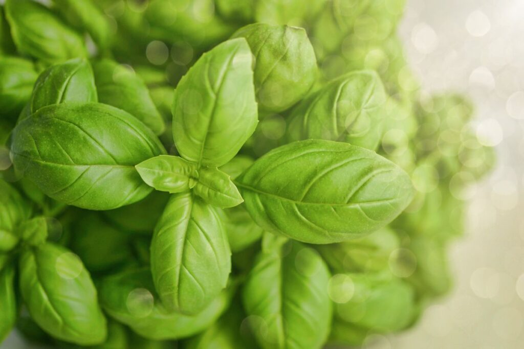 folhas verdes de manjericão fresco cultivado em horta caseira