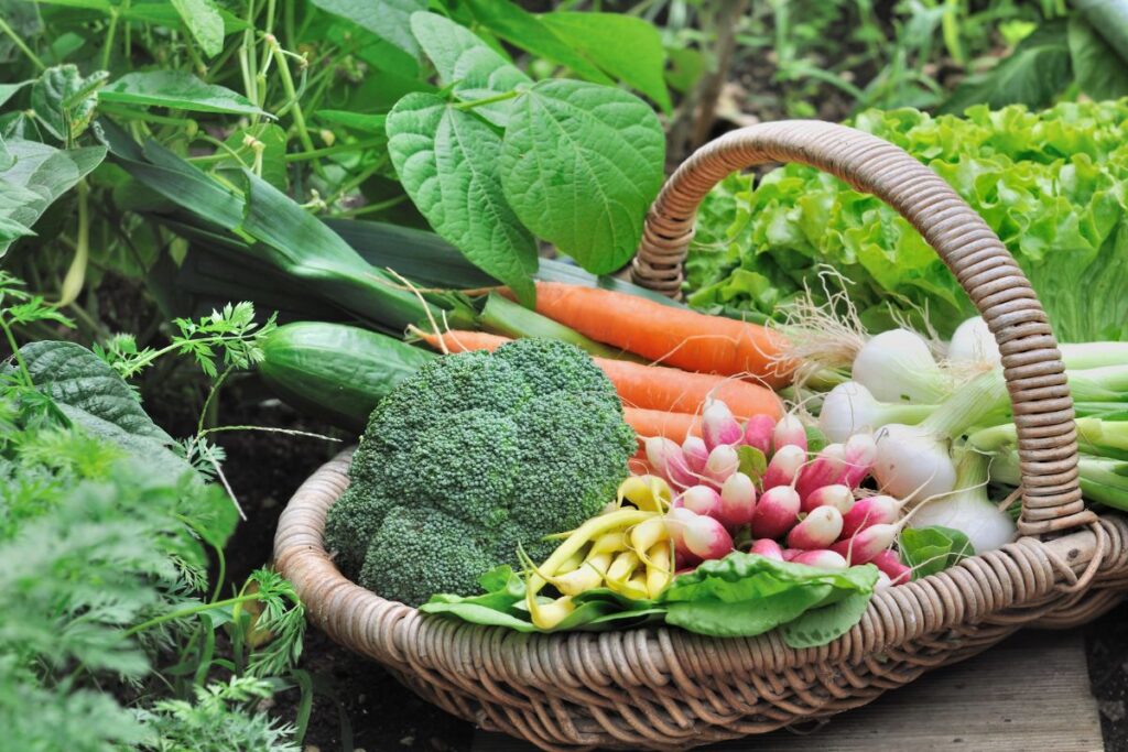 Cesta com hortaliças frescas colhidas em horta caseira, incluindo cenouras, brócolis, rabanetes, vagem e alface.