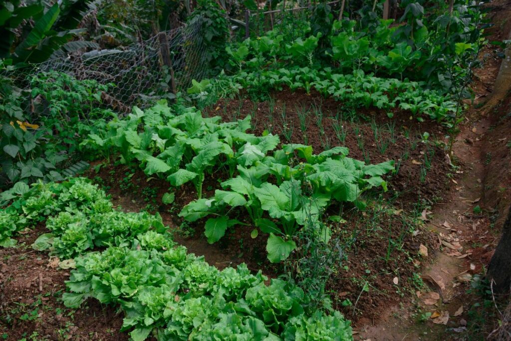 Horta caseira com hortaliças variadas crescendo em canteiros organizados, mostrando folhas verdes e saudáveis.
