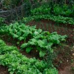 Horta caseira com hortaliças variadas crescendo em canteiros organizados, mostrando folhas verdes e saudáveis.