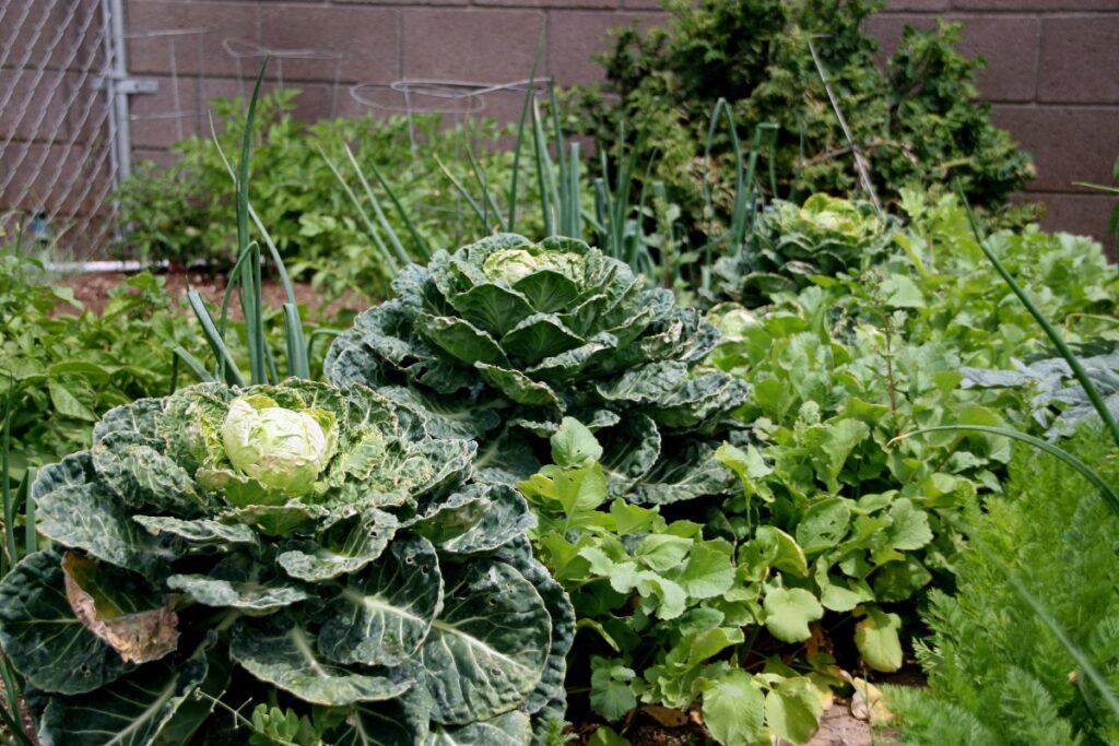 Horta caseira com repolhos, cebolinha e outras hortaliças cultivadas em um canteiro bem organizado.
