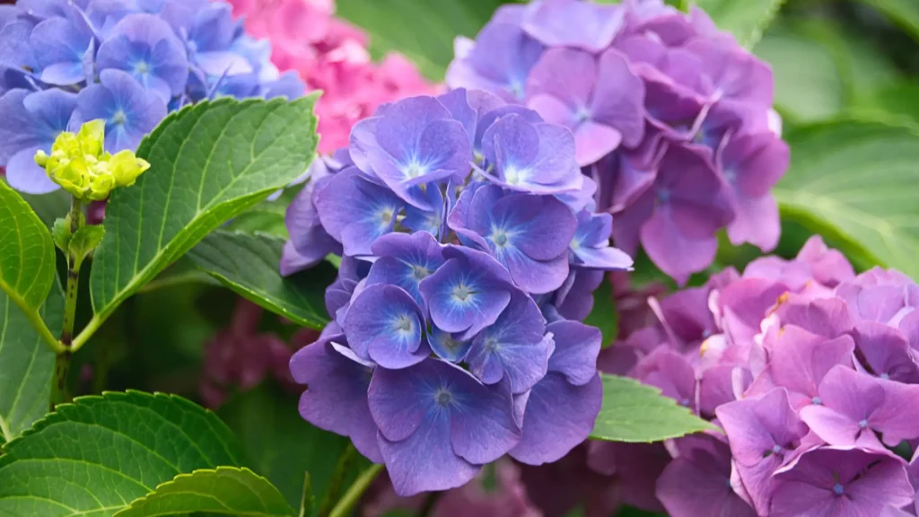 Hortênsias roxas e lilás em floração, com folhagem verde vibrante ao redor