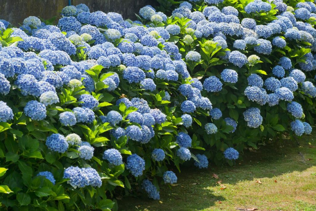 Hortênsias azuis em plena floração, formando um jardim vibrante e saudável.