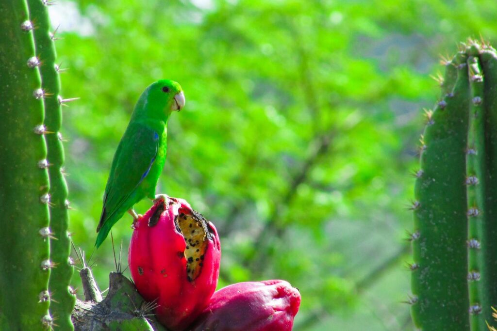 Ave verde pousada sobre fruto maduro de cacto Mandacaru, se alimentando, representando a importância ecológica da planta na alimentação da fauna local e na dispersão de sementes.