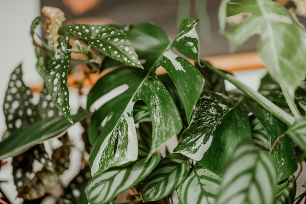 Folhagens variadas de plantas de interior simbolizando conexão com a natureza e inspiração para continuar a jornada verde.