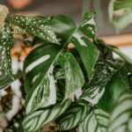Folhagens variadas de plantas de interior simbolizando conexão com a natureza e inspiração para continuar a jornada verde.