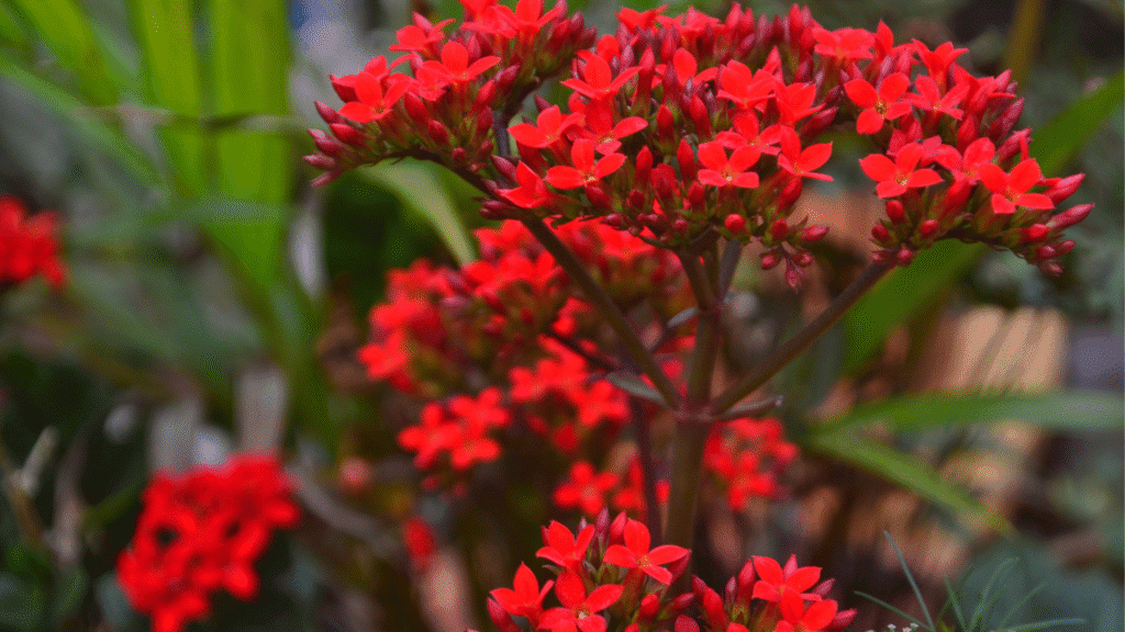 Kalanchoe blossfeldiana vermelha em close-up, com cachos de flores simples em vaso decorativo.