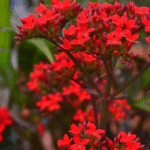 Kalanchoe blossfeldiana vermelha em close-up, com cachos de flores simples em vaso decorativo.