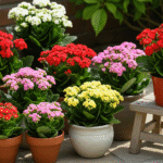 Vasos de Kalanchoe e Calandiva em vermelho, rosa, branco e amarelo em ambiente doméstico.
