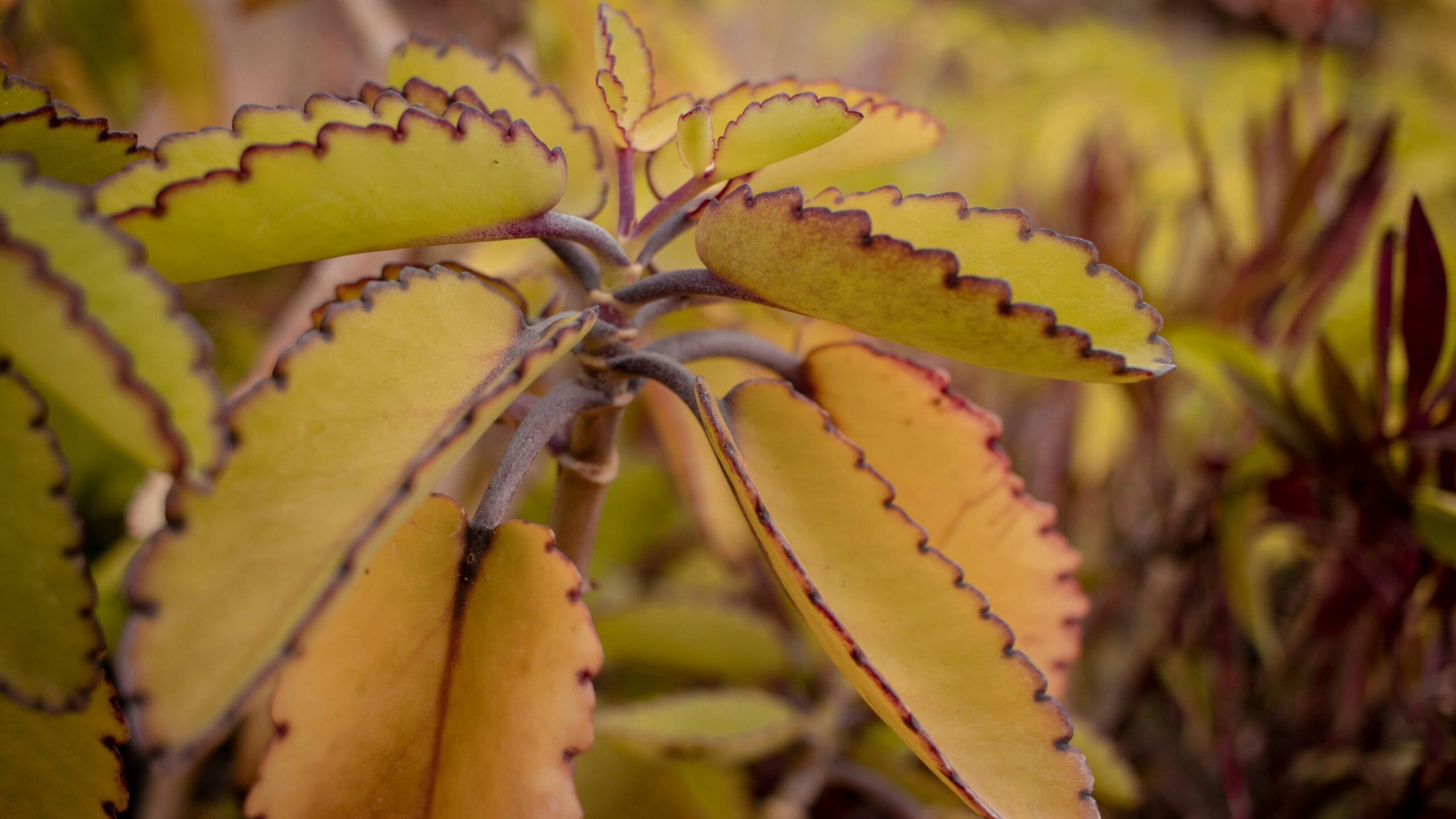 Kalanchoe pinnata em close-up com folhas verdes e bordas avermelhadas serrilhadas.