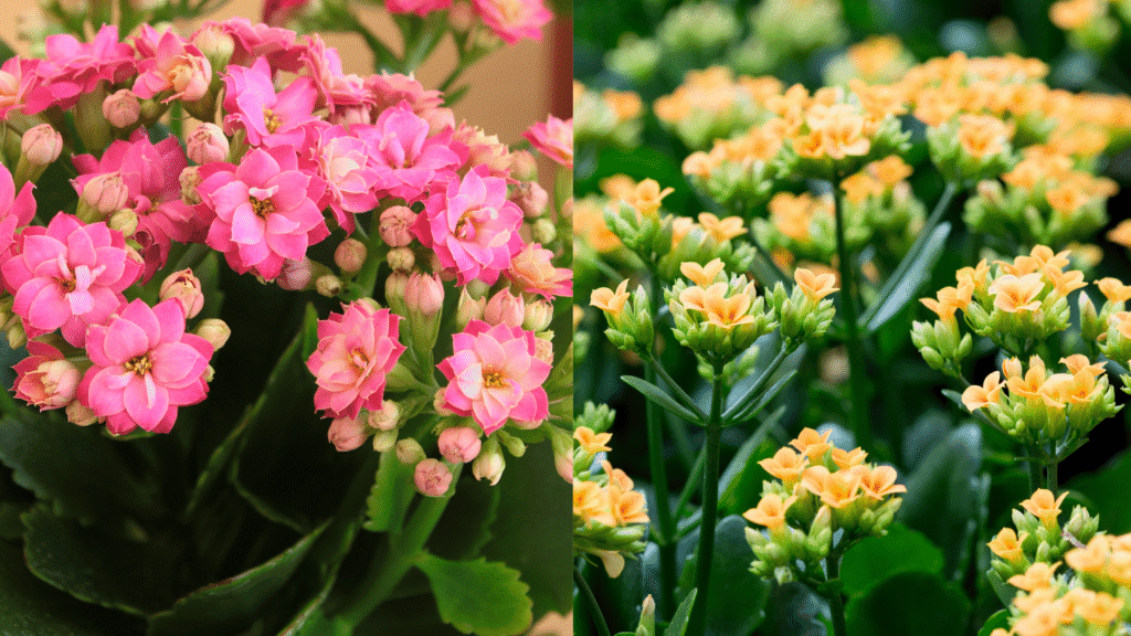 Kalanchoe de flores simples amarelas e Calandiva de flores rosas dobradas lado a lado em vasos.