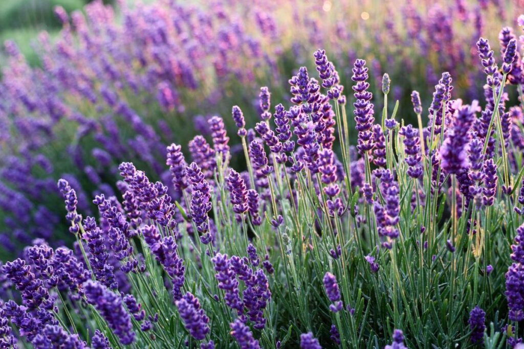 Lavanda em flor no jardim, com flores roxas vibrantes usadas como planta aromática e decorativa.