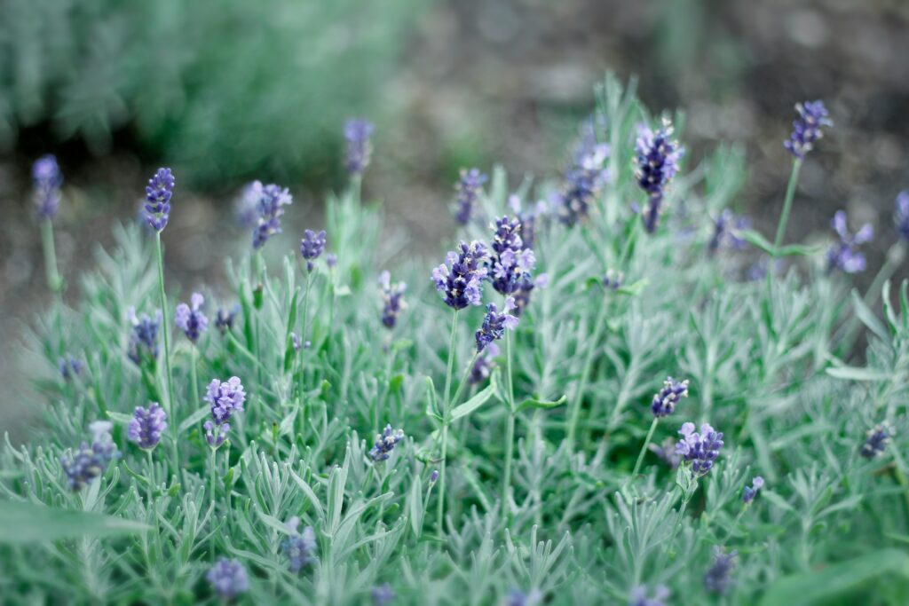 campo de lavandas com flores roxas em destaque, conhecidas pelo aroma suave e propriedades relaxantes