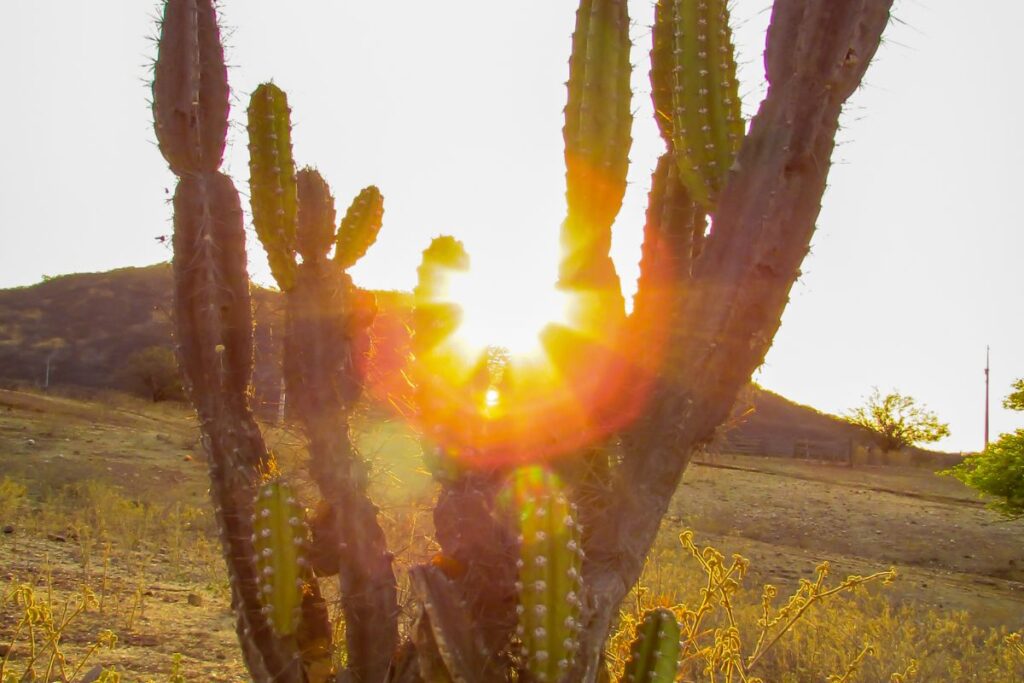 Cacto mandacaru com raios de sol surgindo ao fundo em paisagem sertaneja, simbolizando esperança, renovação e a lenda que associa sua floração à chegada da chuva.