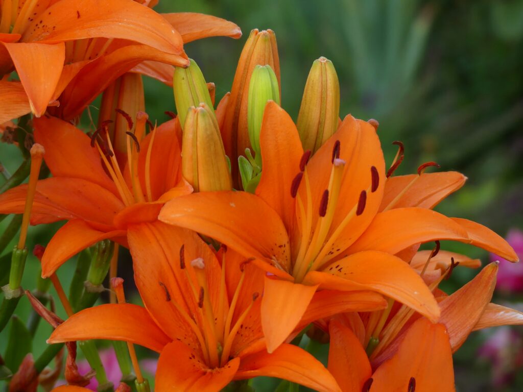 Guia completo sobre flores perfumadas e como cultivá-las para um jardim aromático.