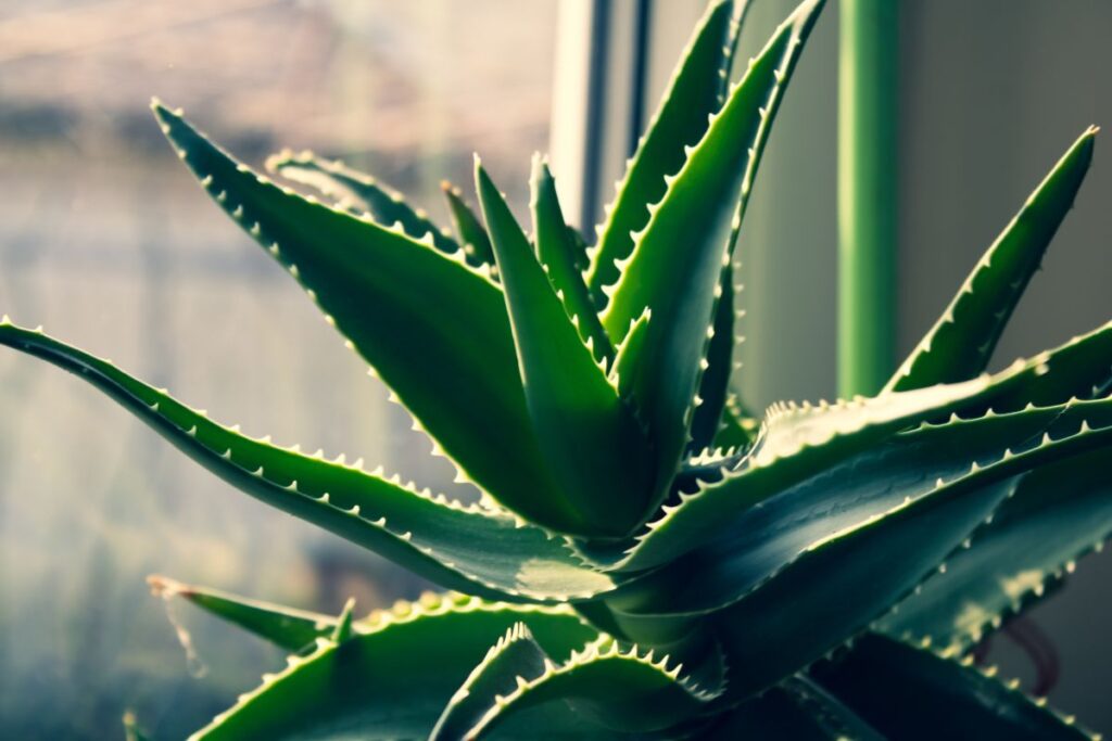 Aloe vera em vaso recebendo luz natural próxima a uma janela.