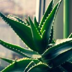 Aloe vera em vaso recebendo luz natural próxima a uma janela.