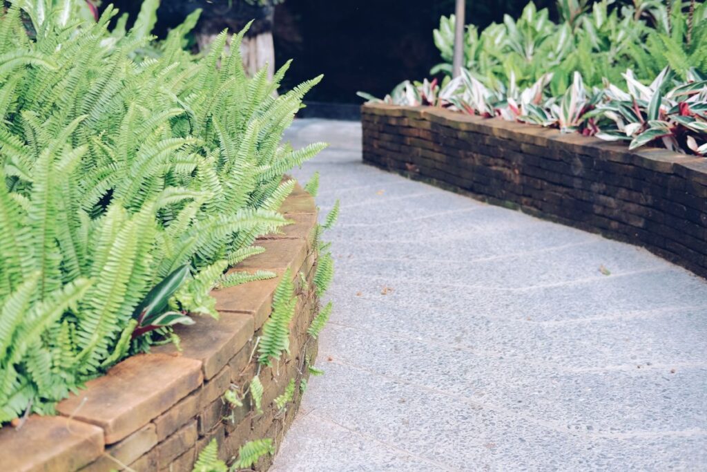 Samambaias plantadas em canteiro externo recebendo luz natural filtrada