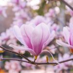 Flor de magnólia rosa em destaque em um galho, com fundo desfocado e suave