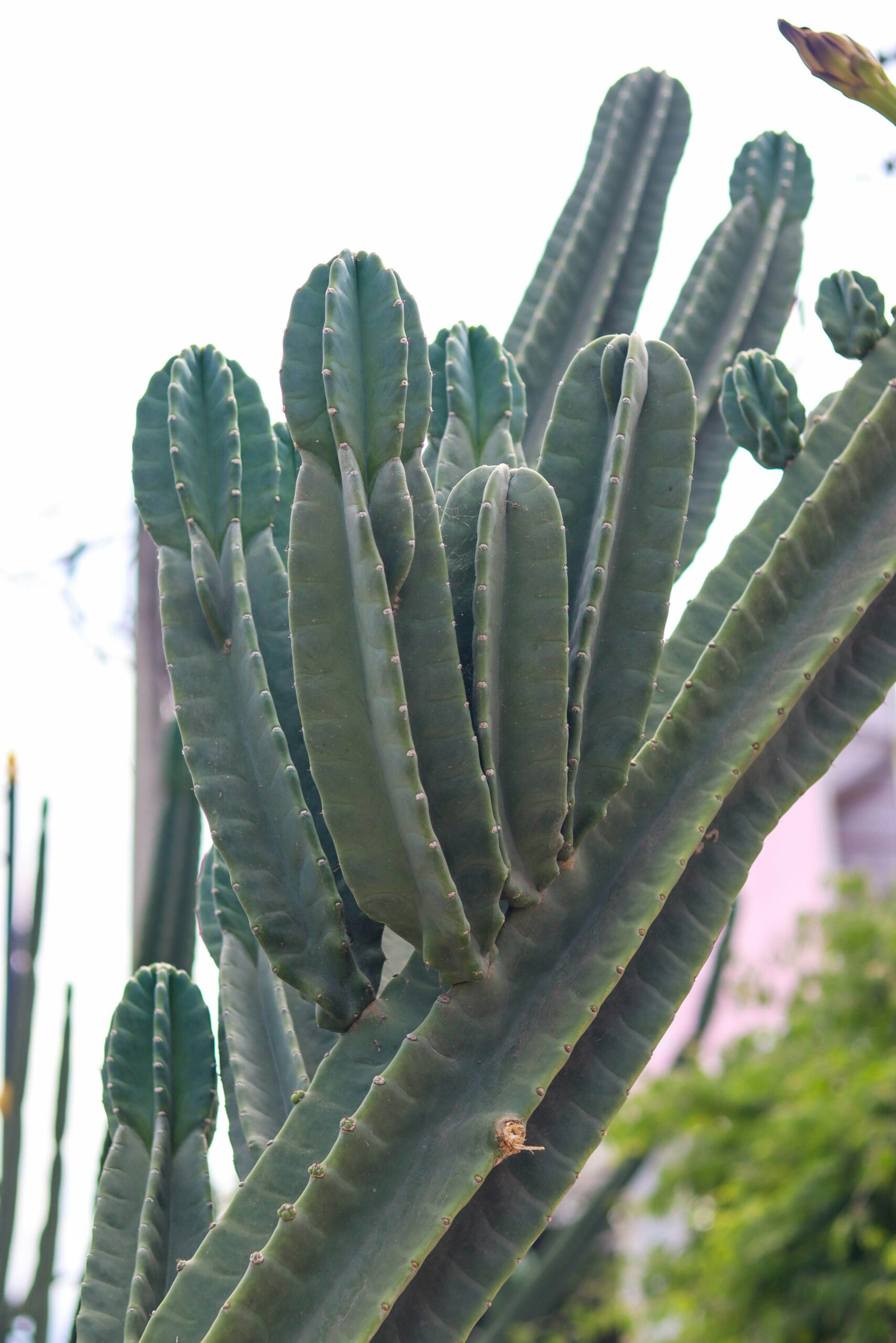 Close-up de um mandacaru sem espinhos, mostrando suas hastes verdes e lisas, cultivado em ambiente urbano para ornamentação.