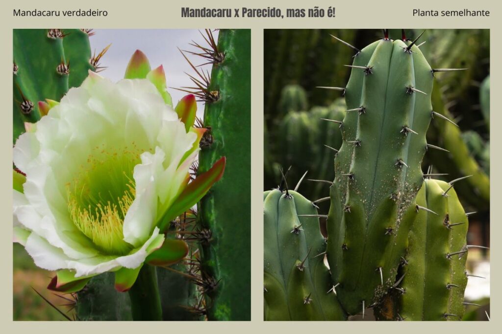 Comparação lado a lado mostrando o mandacaru verdadeiro, com colunas verdes, espinhos marrons e flores brancas, ao lado de um cacto sósia que se parece com o mandacaru, mas possui espinhos mais longos, pretos e estrutura diferente, ilustrando as diferenças visuais entre as espécies.
