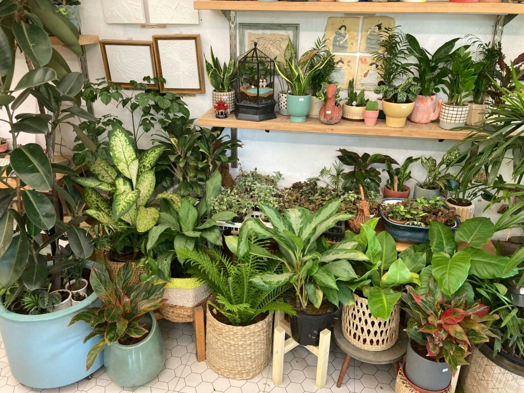 Loja de plantas com diversas espécies ornamentais, incluindo Aglaonema, em vasos de diferentes tamanhos e cores.