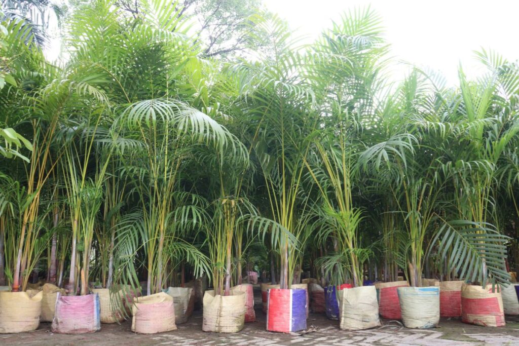 Mudas de areca bambu em vasos coloridos à venda em viveiro.