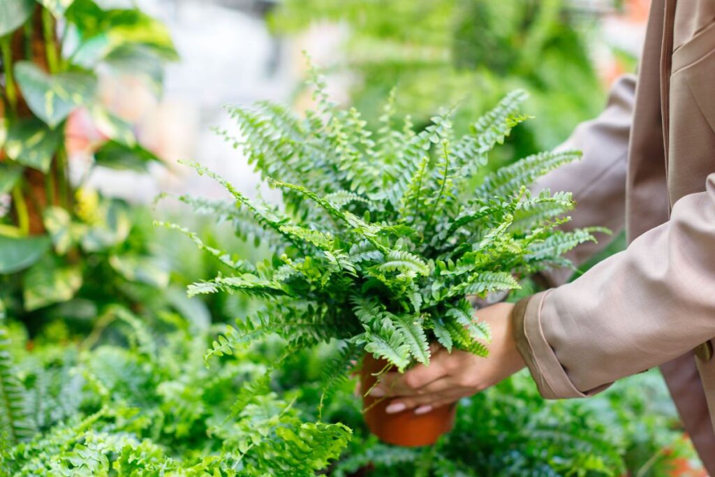 Pessoa segurando vaso com samambaia americana em loja de plantas
