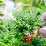 Pessoa segurando vaso com samambaia americana em loja de plantas