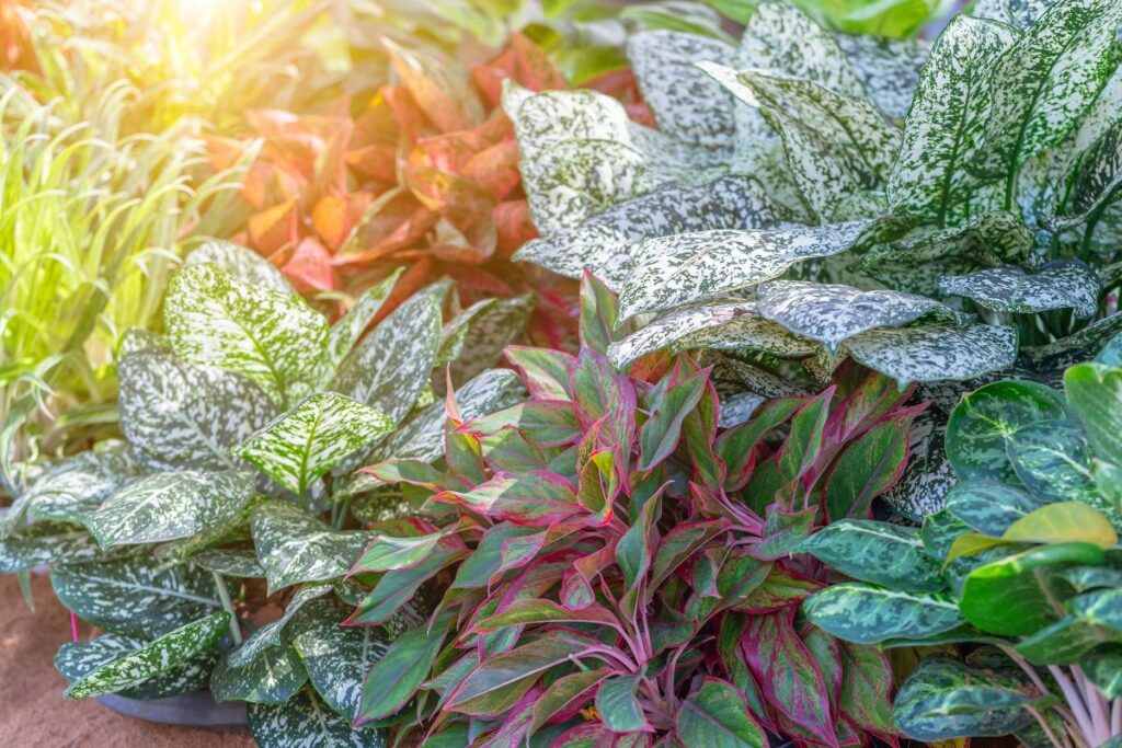 Grupo de plantas aglaonema com diferentes cores e padrões de folhas em um viveiro iluminado pela luz natural.