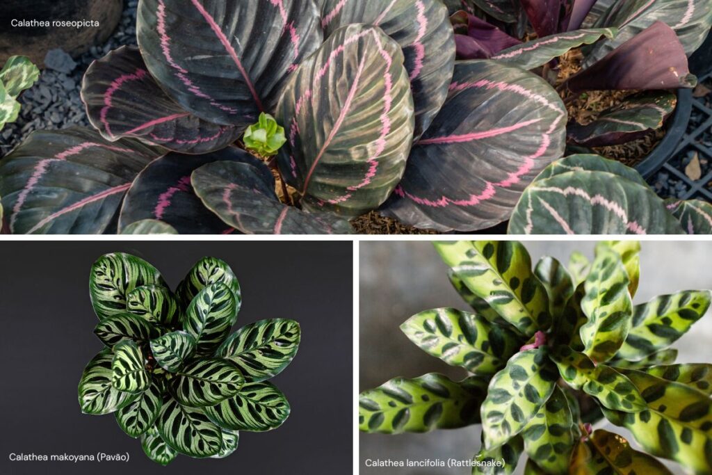 Três espécies de Calatheas com folhagens diferentes e coloridas