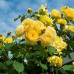 Rosas amarelas em plena floração com céu azul ao fundo, destacando sua beleza e características únicas.
