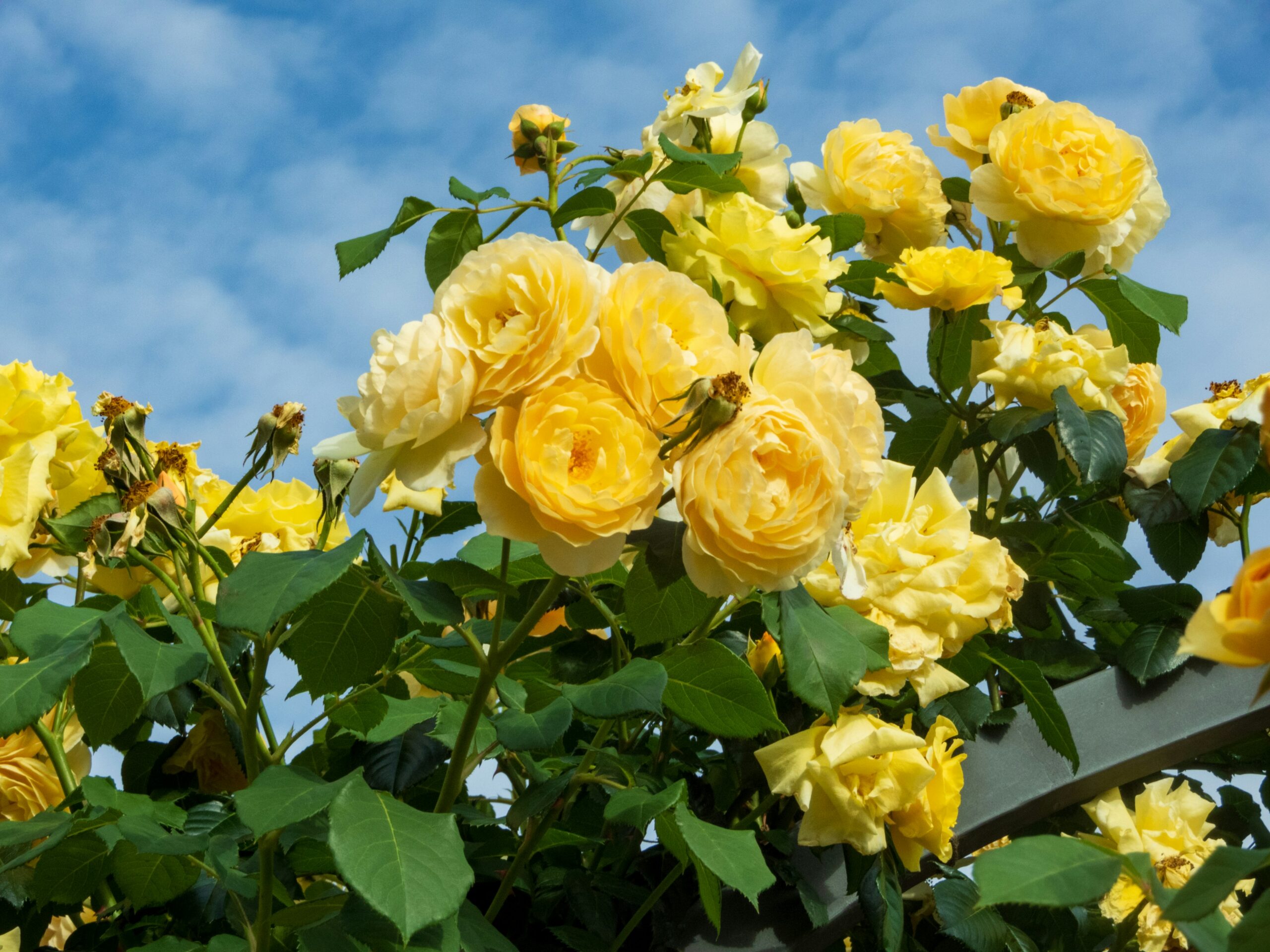 Rosas amarelas em plena floração com céu azul ao fundo, destacando sua beleza e características únicas.