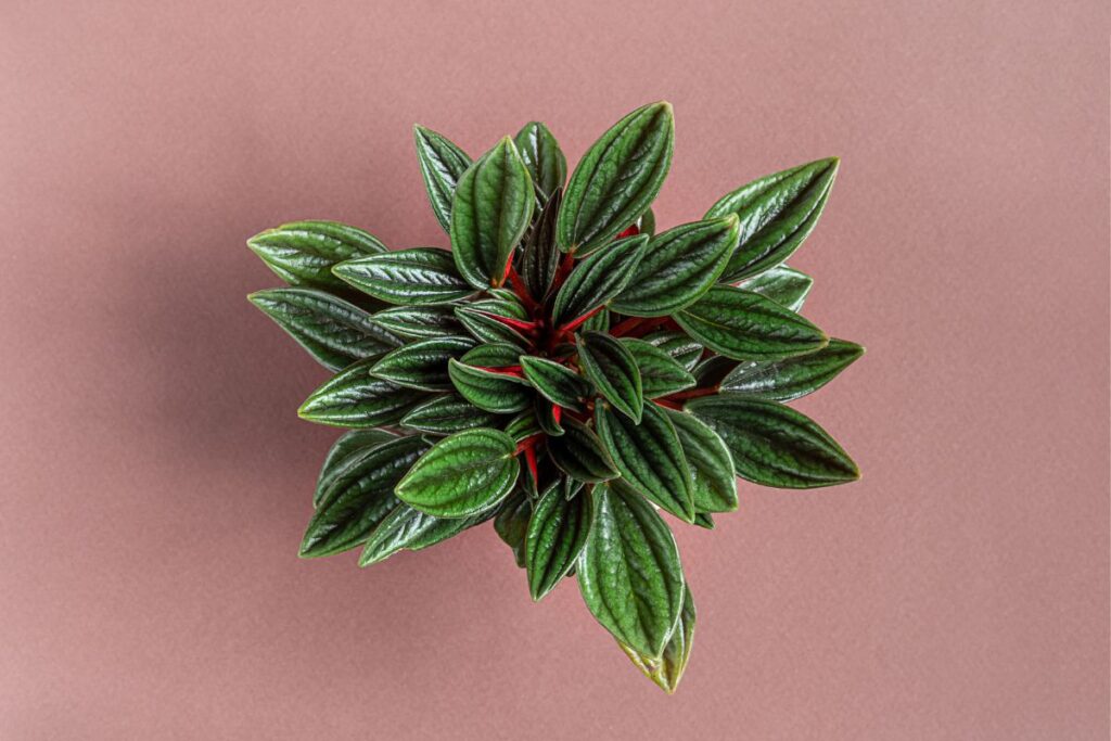 Peperômia caperata rosso com folhas verdes e caule vermelho em vaso.