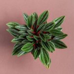 Peperômia caperata rosso com folhas verdes e caule vermelho em vaso.