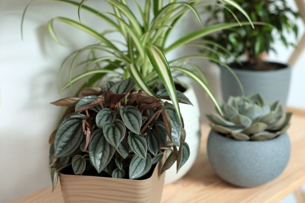 Peperômia em vaso decorativo ao lado de outras plantas em ambiente interno.- Peperômia tipos
