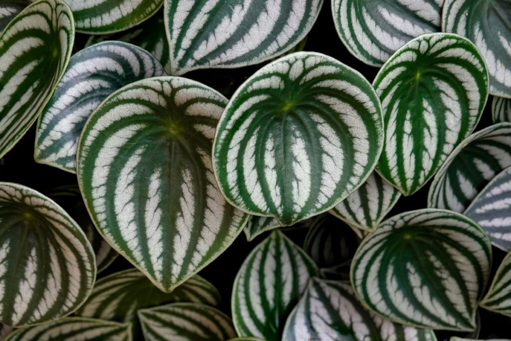 Peperômia melancia com folhas arredondadas em tons de verde e prata.