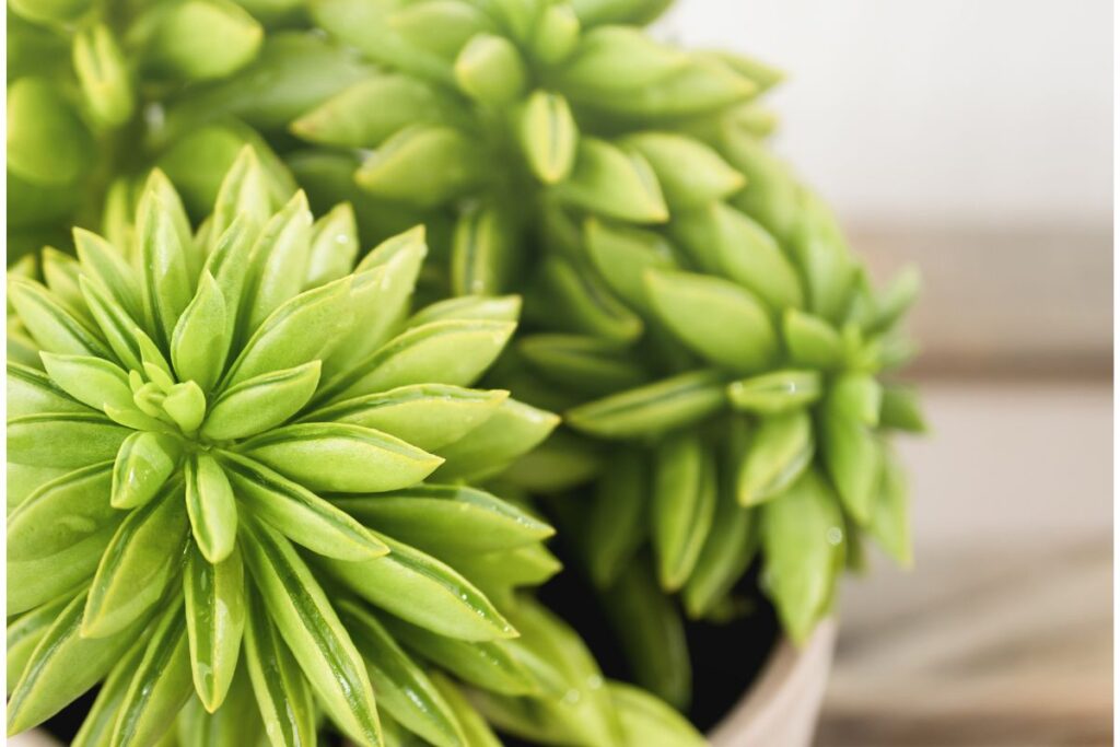 Peperômia nivalis com folhas verdes suculentas em vaso decorativo.