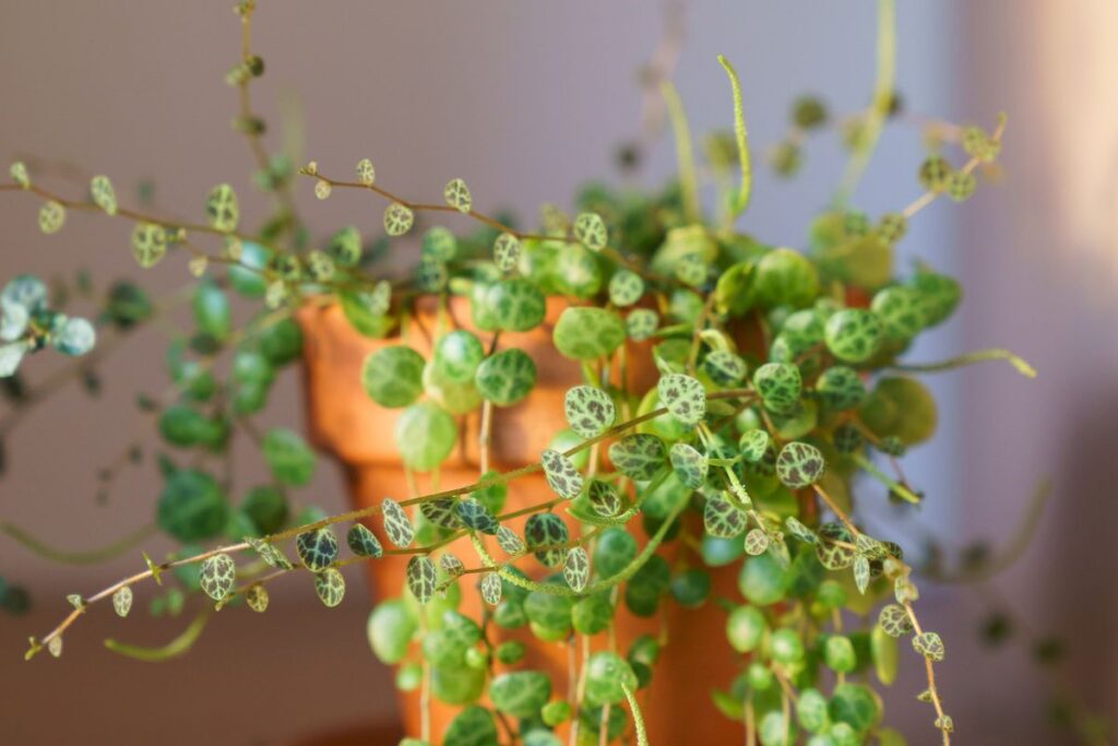 Peperômia prostrata em vaso com folhas pequenas arredondadas em padrão verde e marrom.